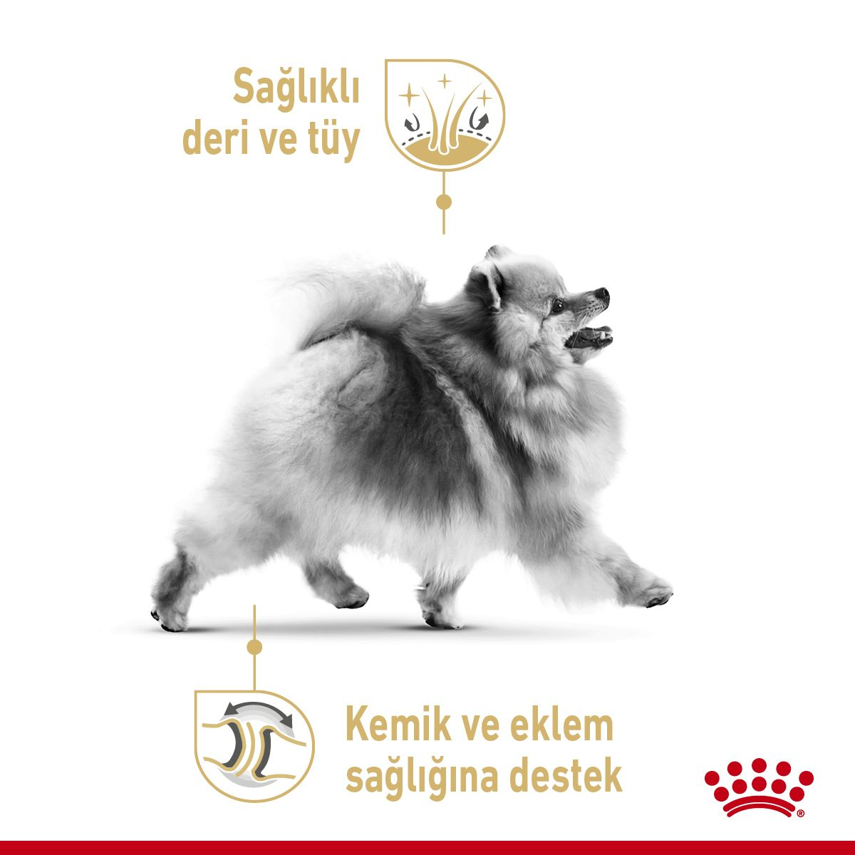 Pomeranian Adult Loaf Yetişkin Köpek Yaş Maması