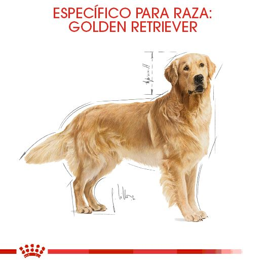 Golden Retriever Adulto