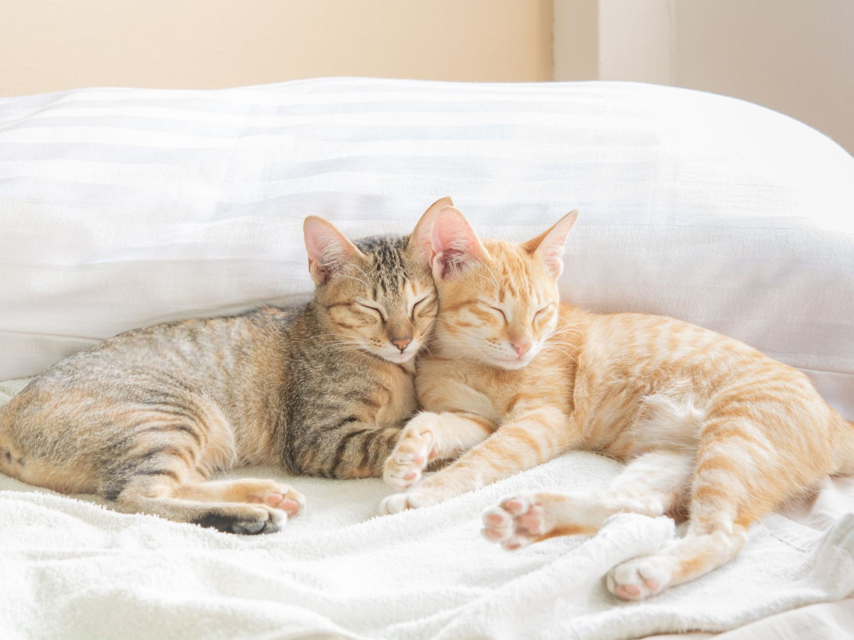 deux chats thaïs qui dorment sur un lit baigné d'une douce lumière matinale