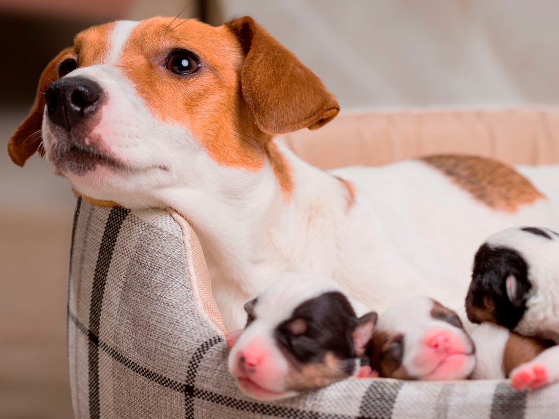 Adult Jack Russell lying down in a dog bed with her newborn puppies