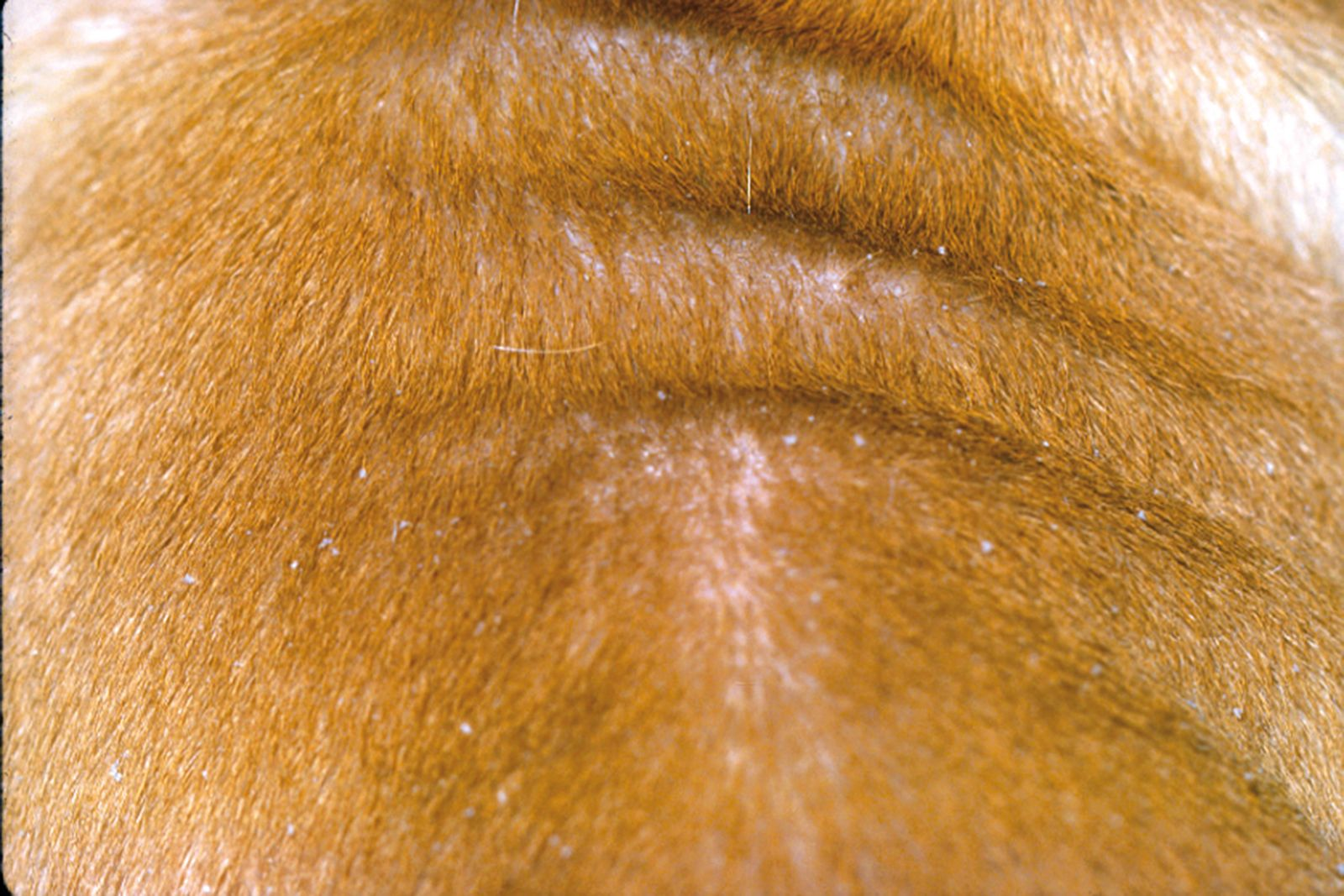 Figure 7. Squamosis et folliculite associs  une dmodcie gnralise chez un chiot. Robert Kennis