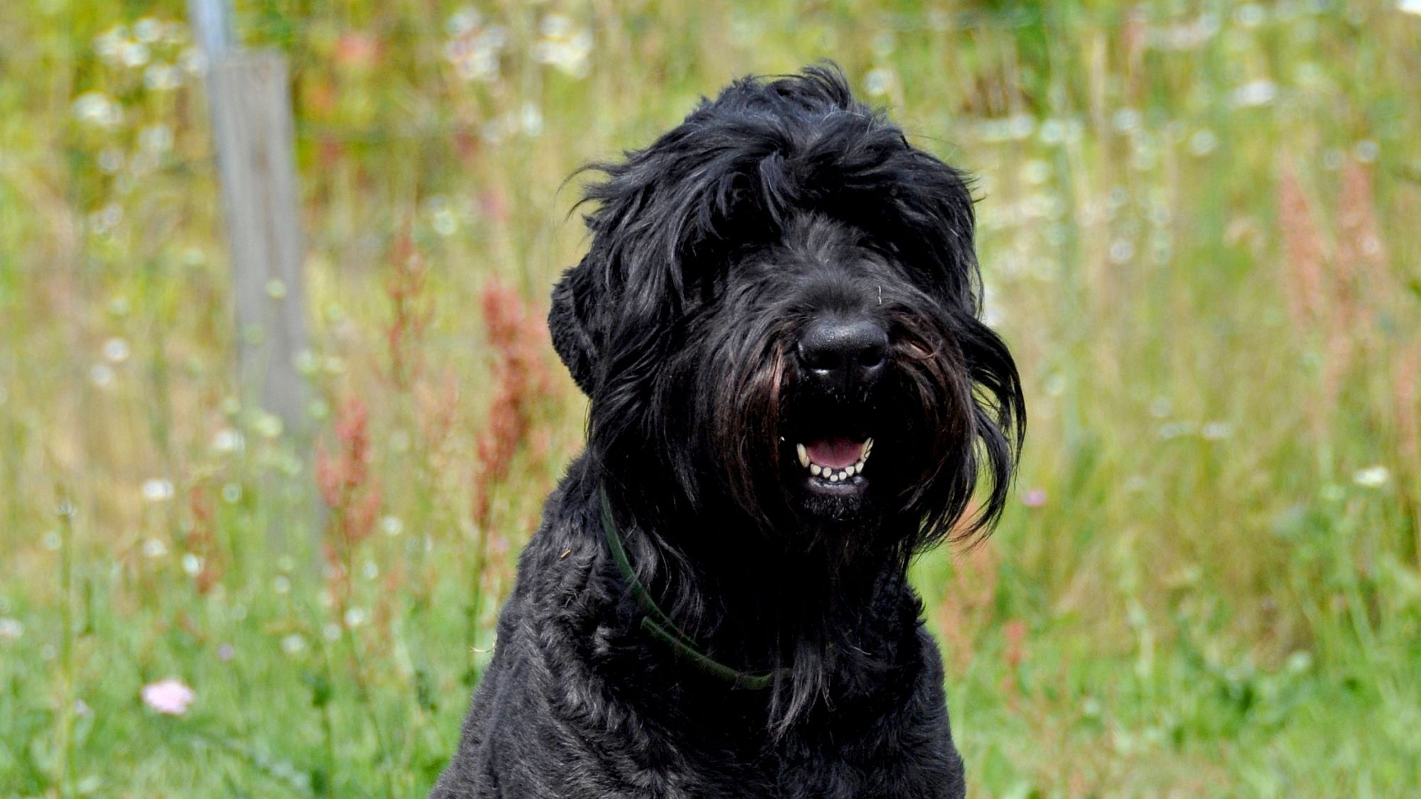 Black Russian Terrier looking towards camera