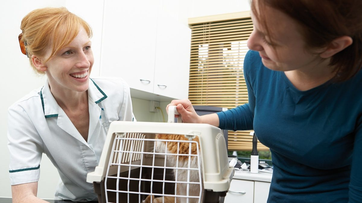 being-friendly-to-cats-is-it-worth-the-effort