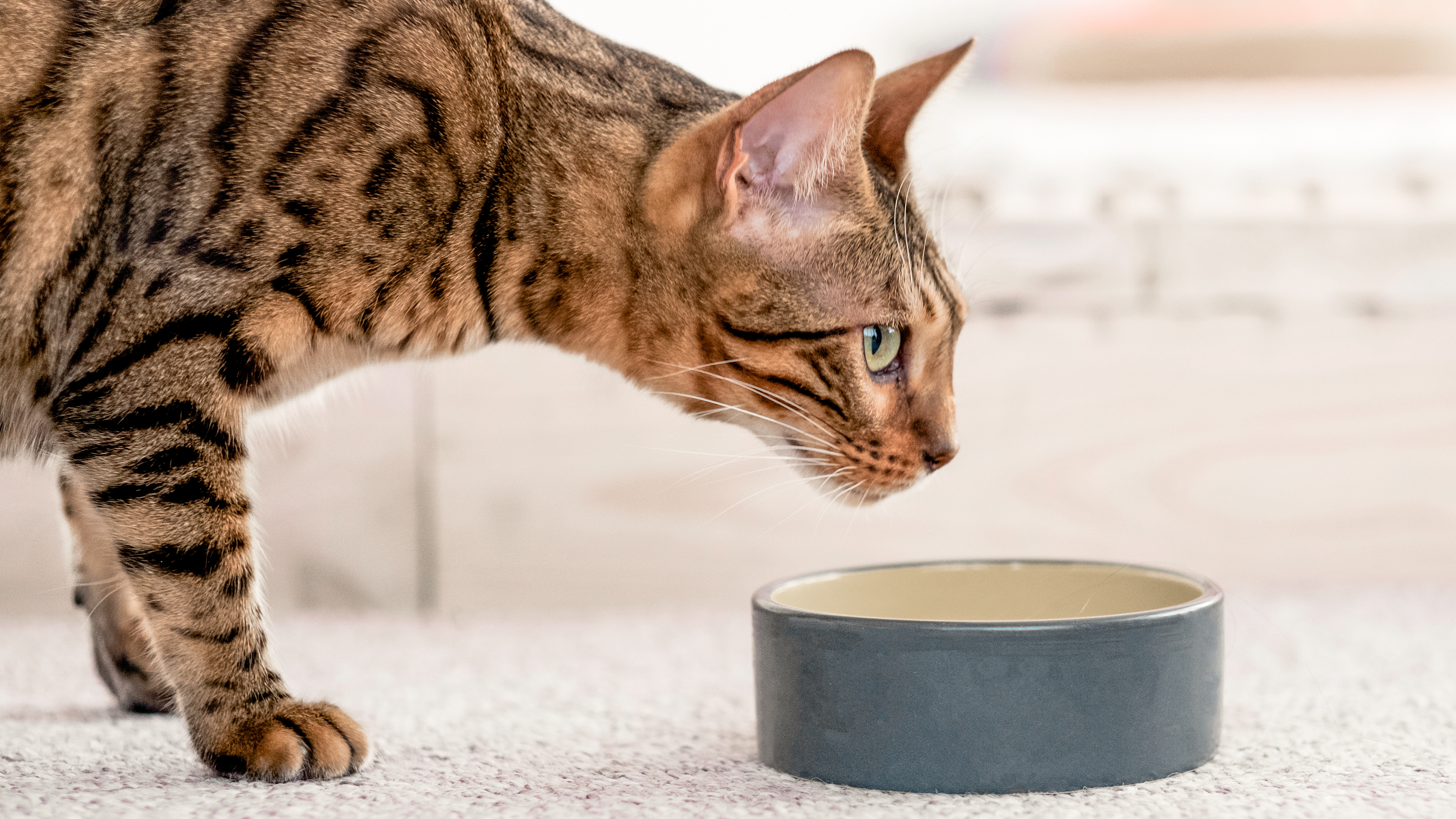 In einem Innenraum steht eine Bengal-Katze auf einem hellen Teppich mit gesenktem Kopf vor einem taubenblauen Futternapf aus Keramik.