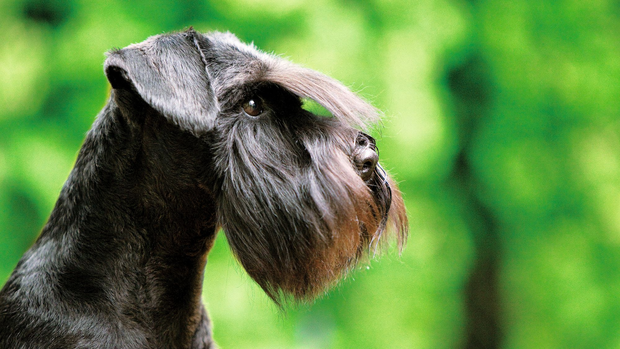 Tampak samping Miniature Schnauzer di lapangan