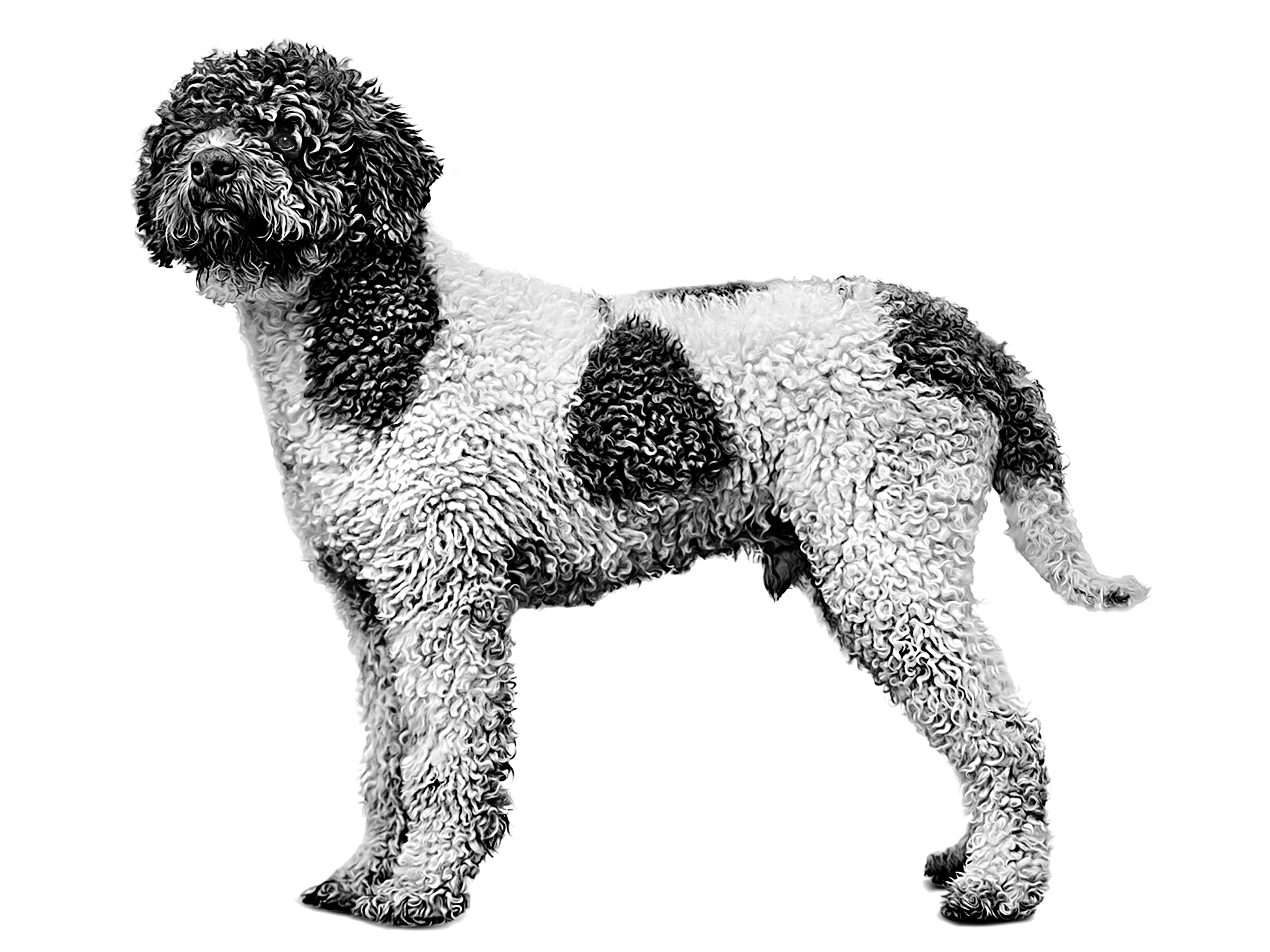 Взрослая итальянская водяная собака, черно-белое изображение