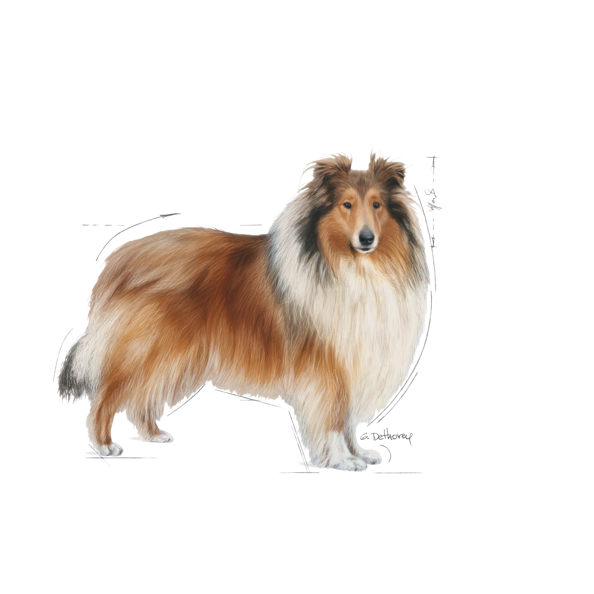 Royal canin hot sale sheltie