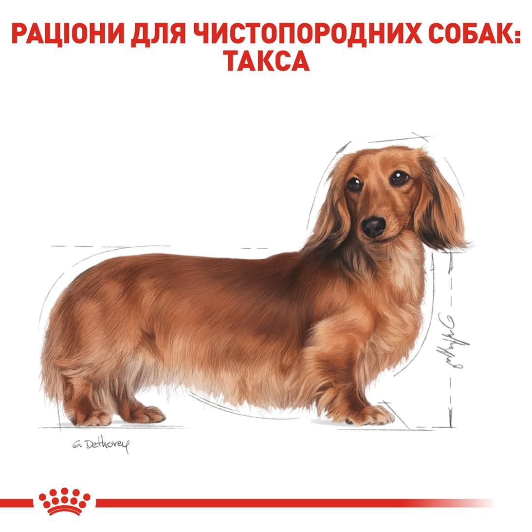 Dachshund adult