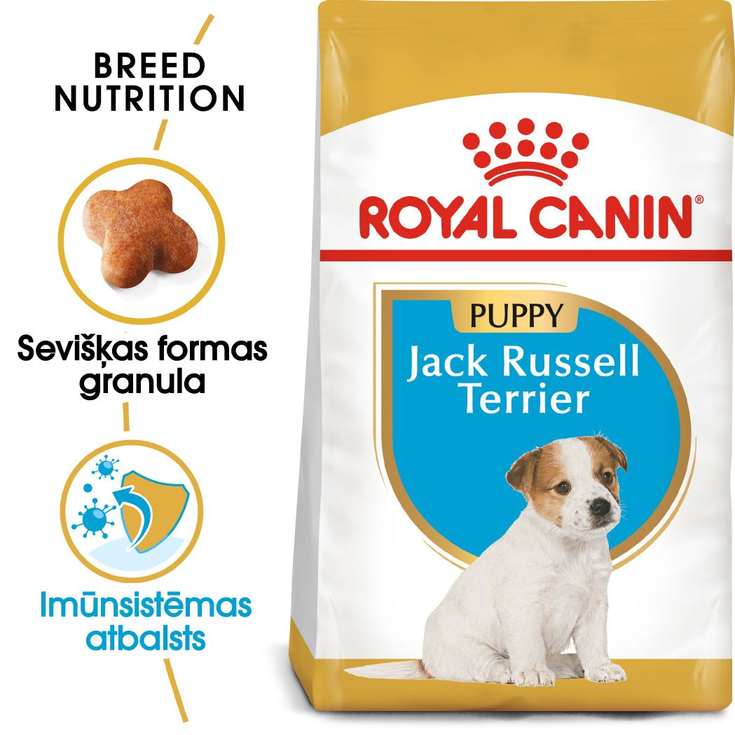 Jack Russell Puppy