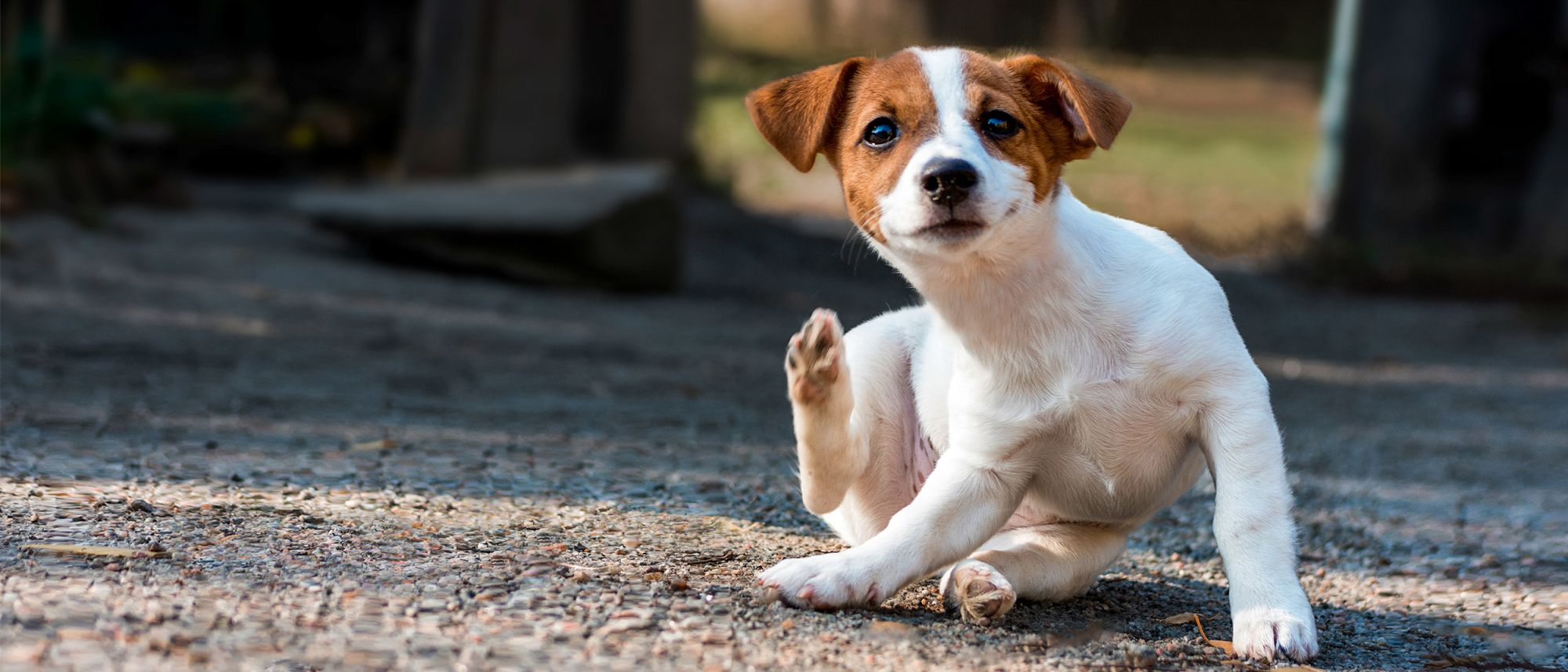 Puppy Jack Russell sitting outdoors scratching itself