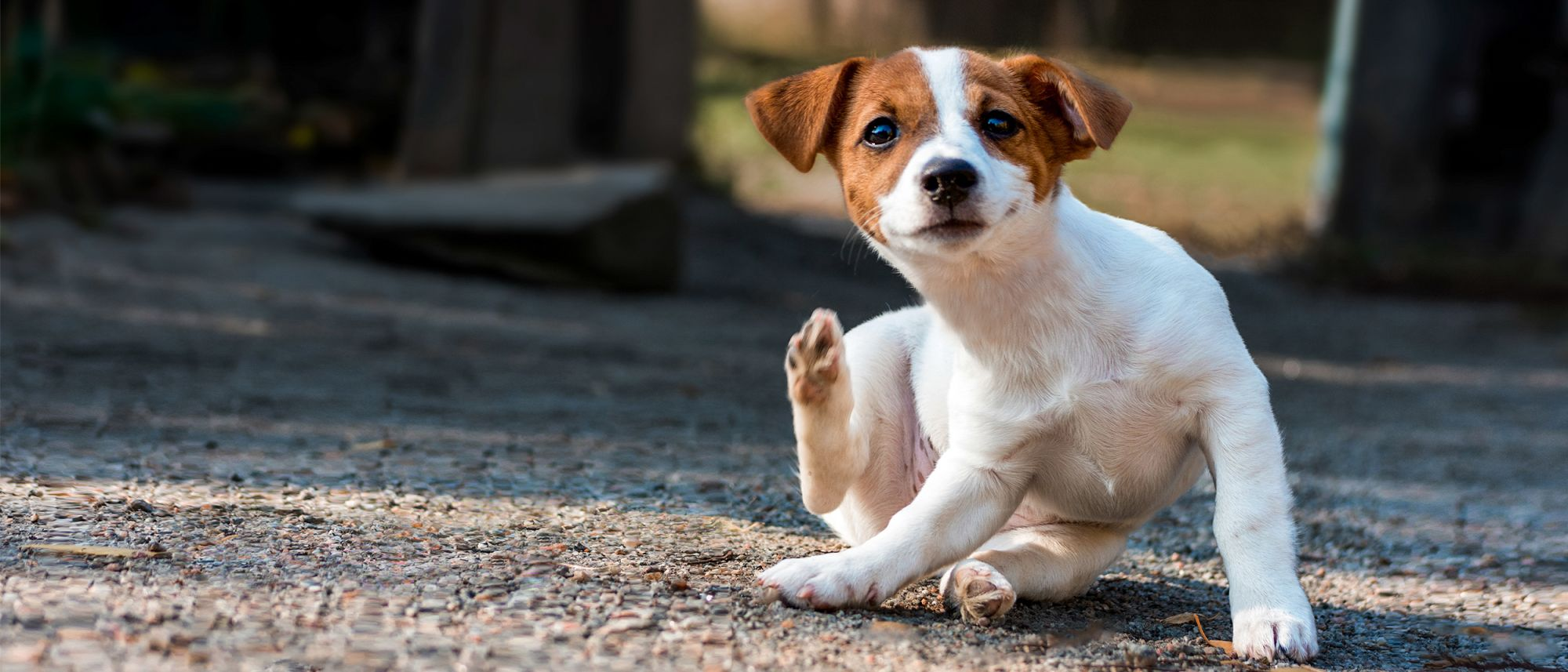 Cachorro Jack Russell sentado al aire libre rascándose a sí mismo