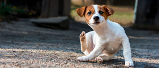 Puppy Jack Russell sitting outdoors scratching itself