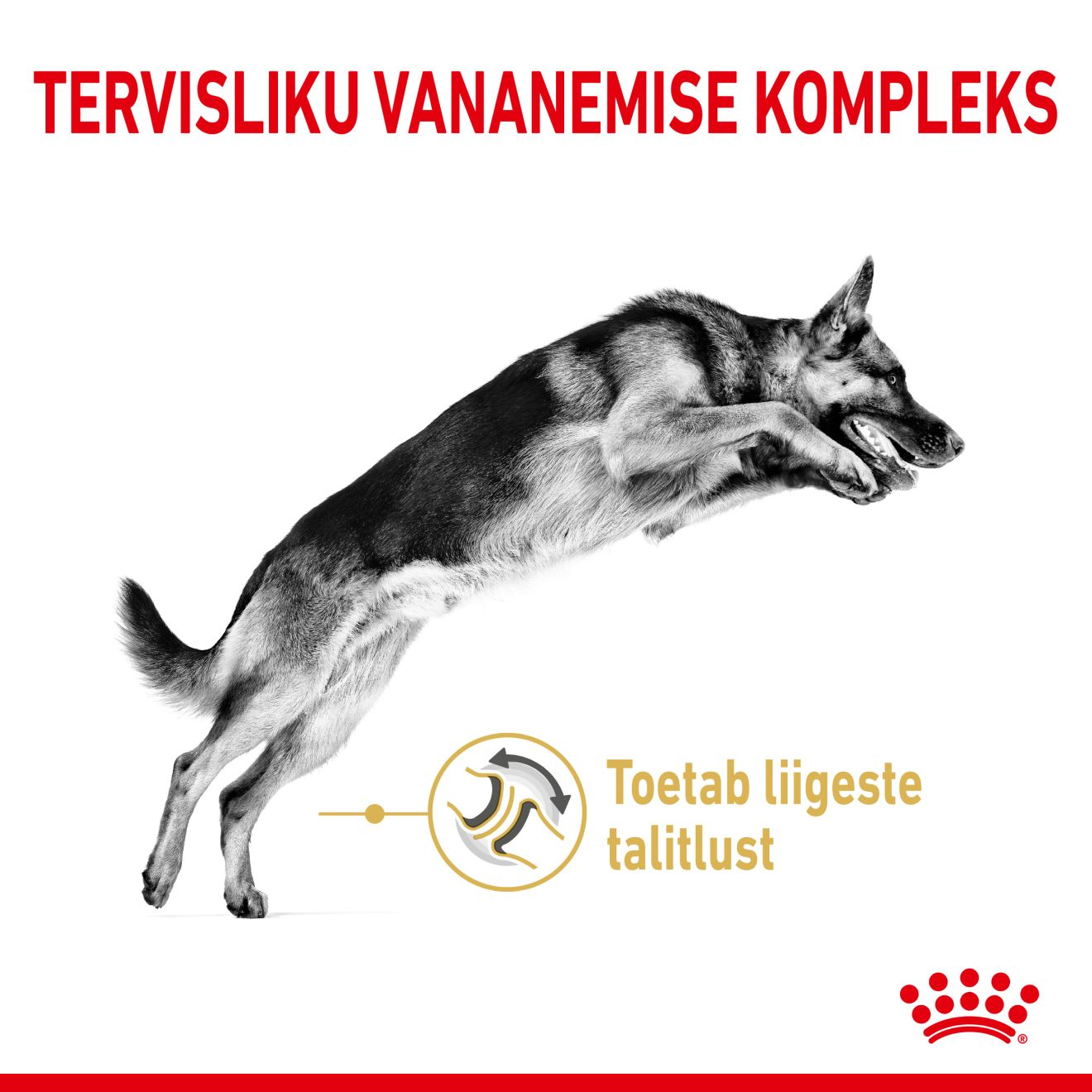 Royal Canin German Shepherd 5+ kuivtoit