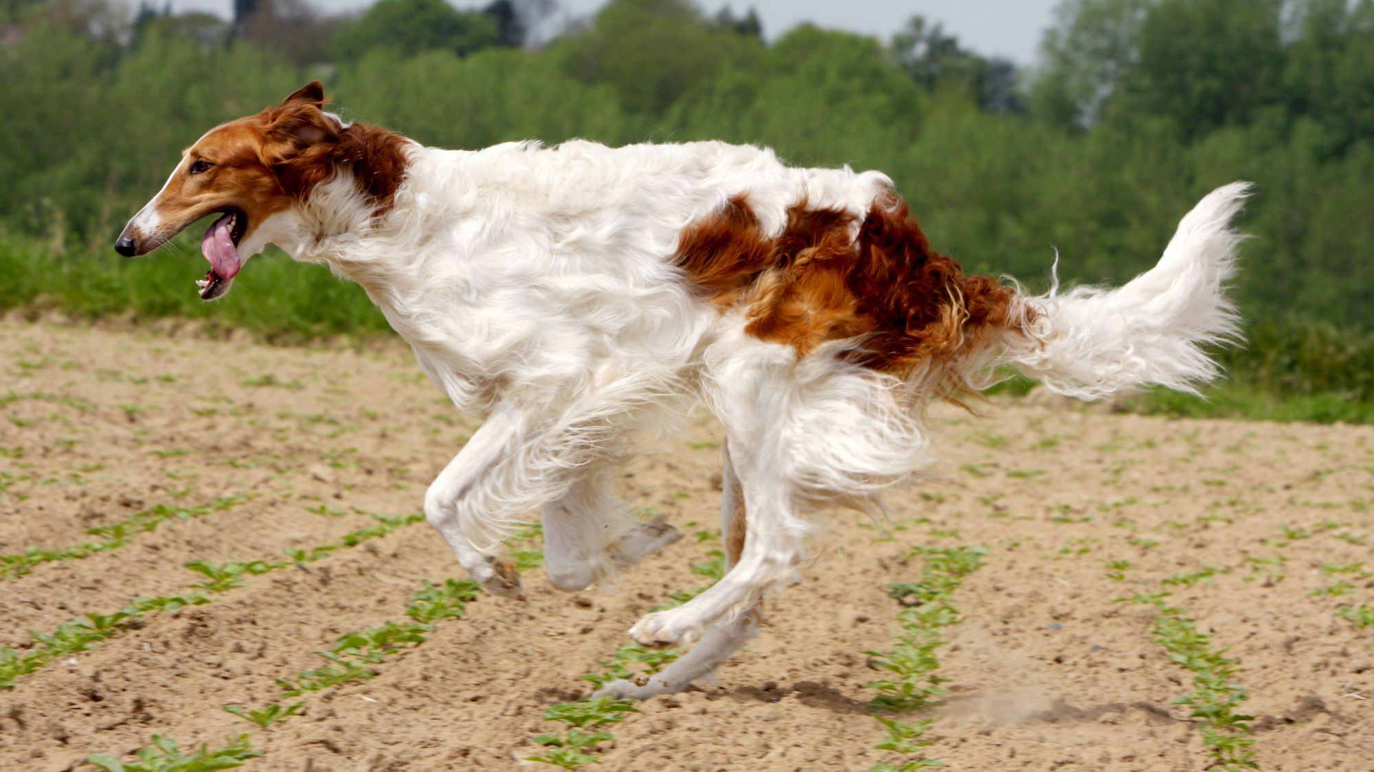 A Borzoi sprinting through a field, heading left