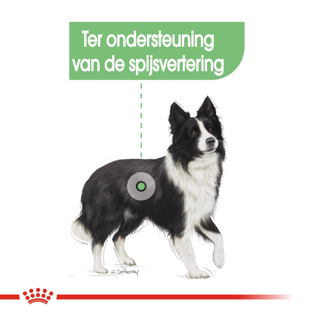 Royal Canin Labrador Retriever Adult online kopen