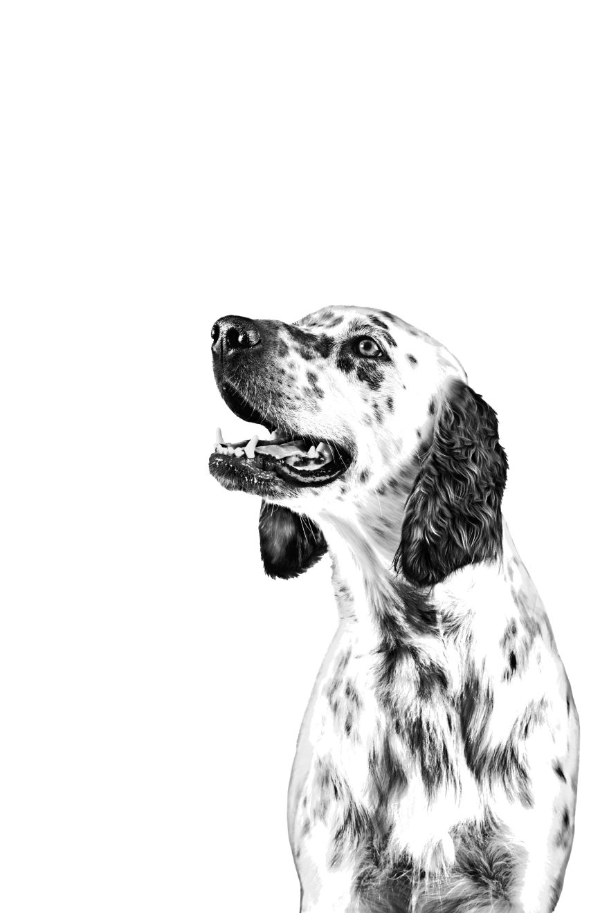 Image result for Hypoallergenic Treats | Royal Canin NO