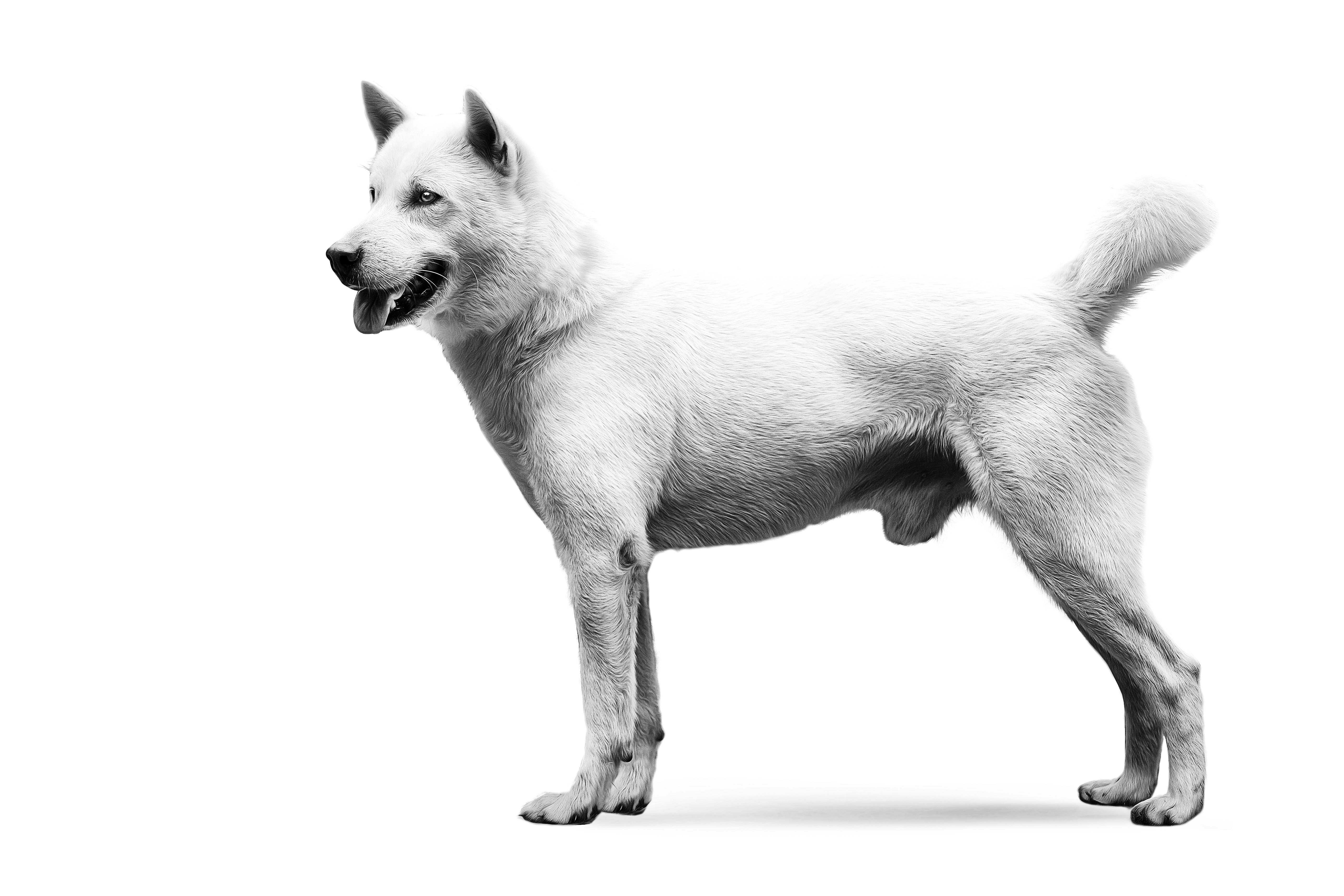 Kishu adult black and white