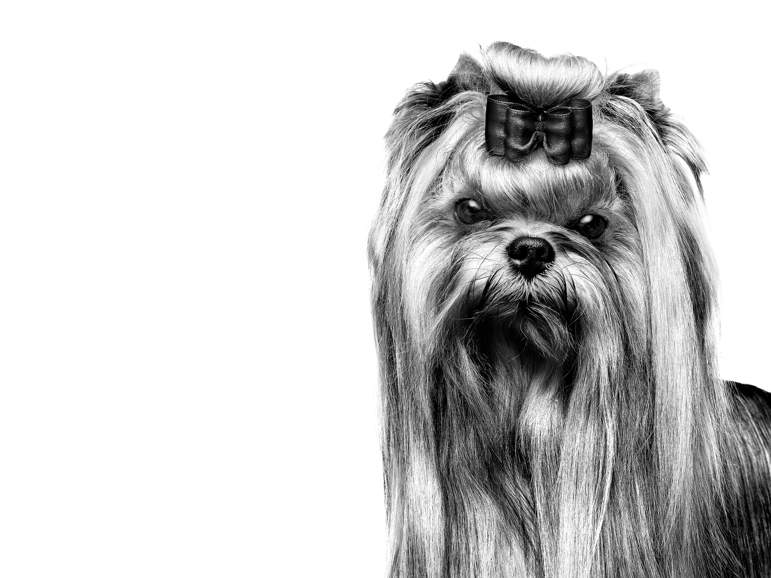 Vuxen yorkshireterrier i svartvitt mot vit bakgrund