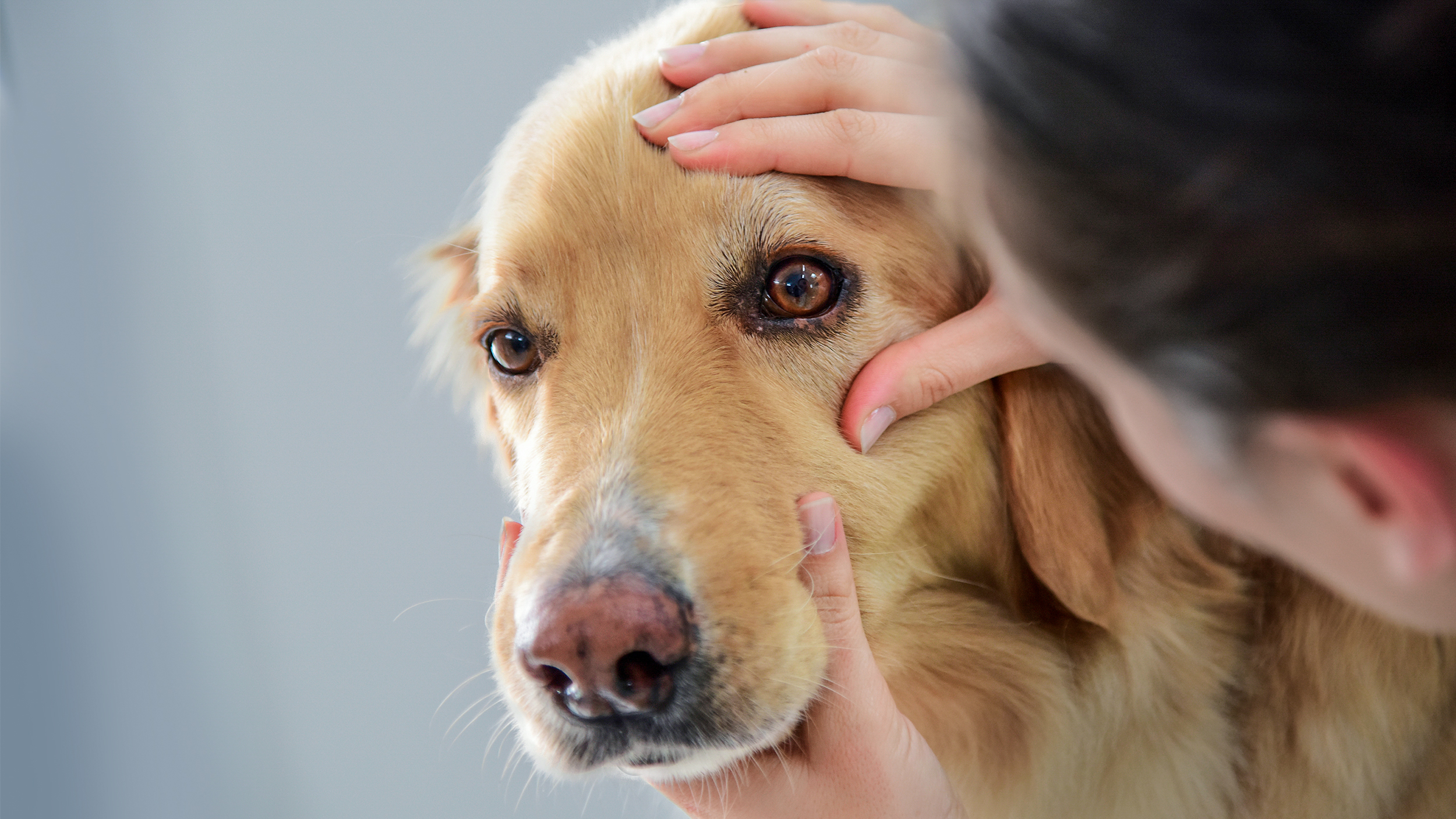 Golden Retriever de edad avanzada sentado en una camilla de exploración del consultorio veterinario mientras le examinan un ojo.