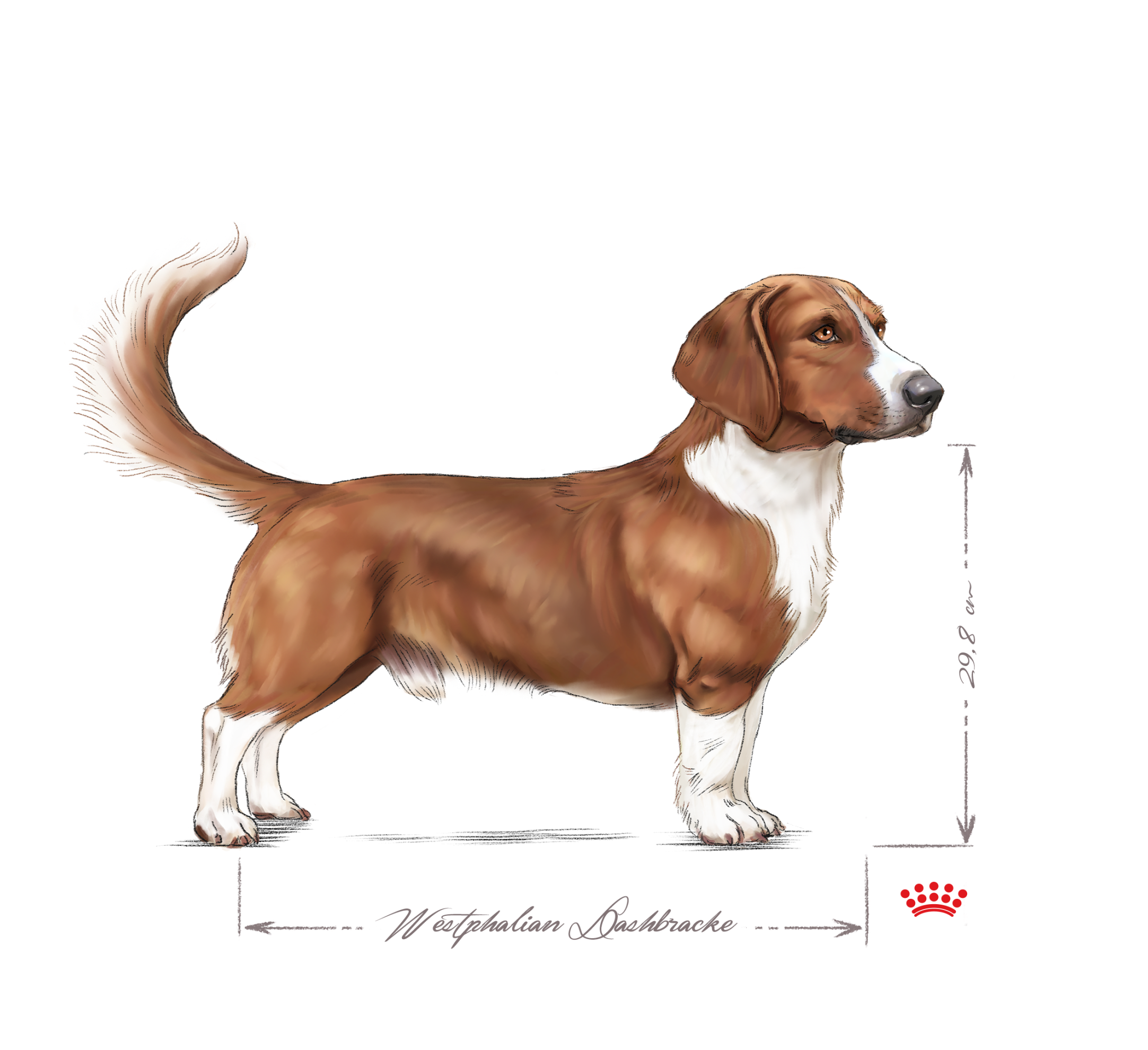 Westphalian Dachsbracke adult black and white