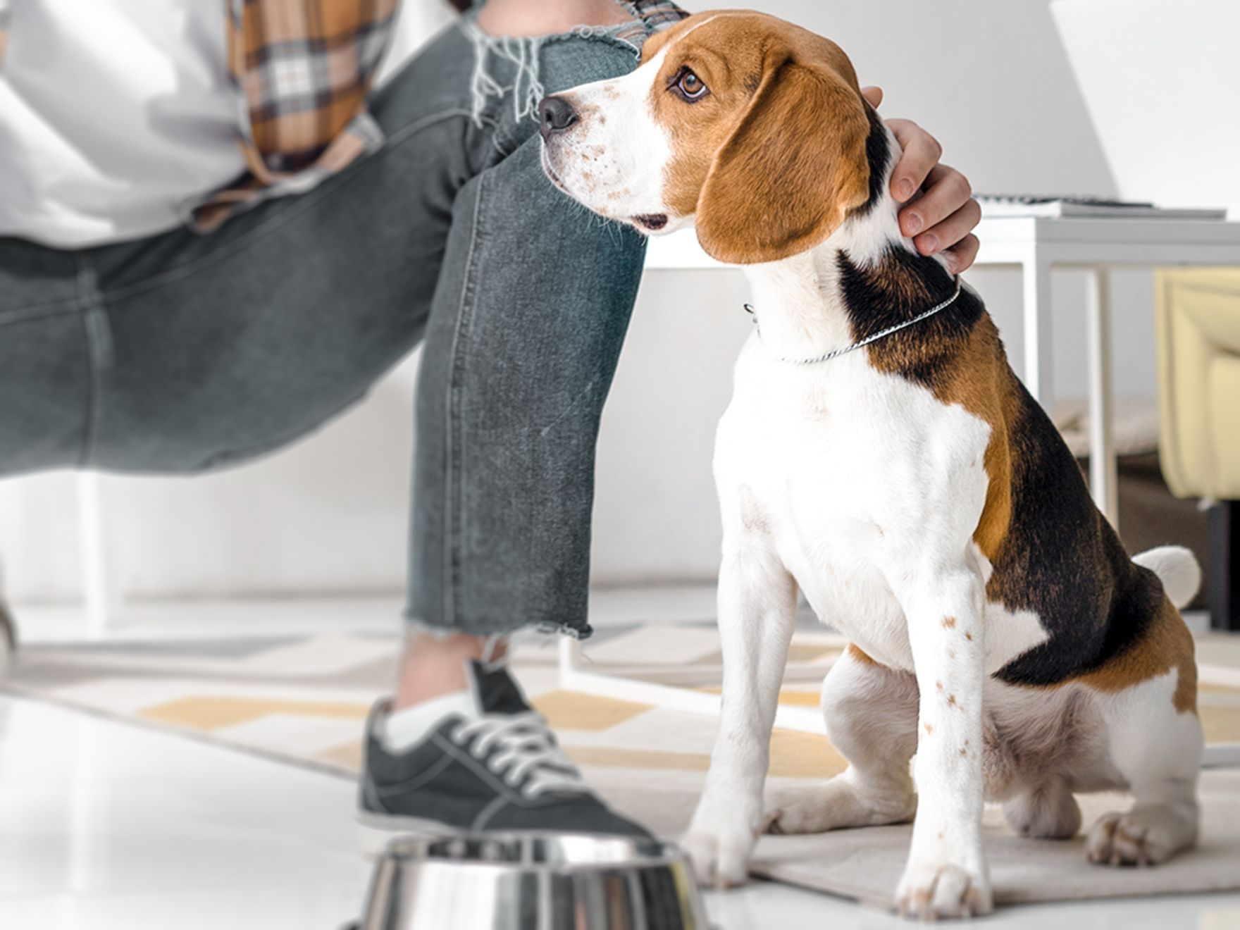 Beagle being fed by owner