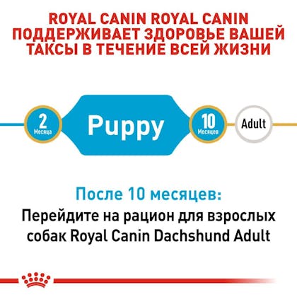RC-BHN-PuppyDachshund_2-RU.jpg