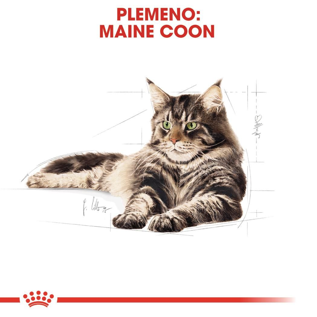 MAINE COON kúsky v šťave