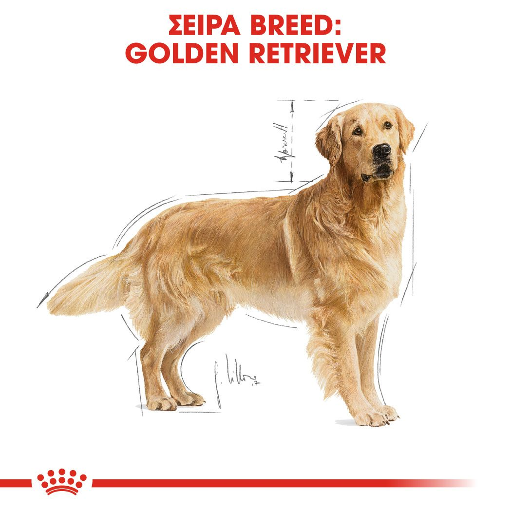 Golden Retriever Adult