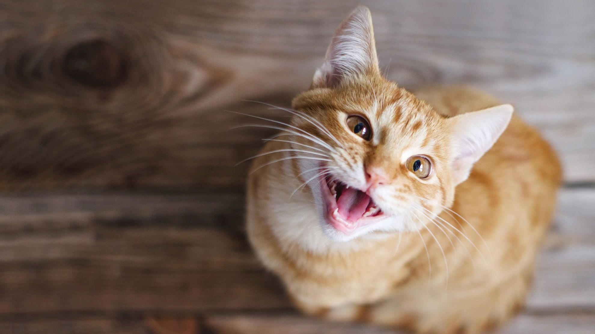jeune chat tigré roux assis sur un parquet en bois et levant les yeux