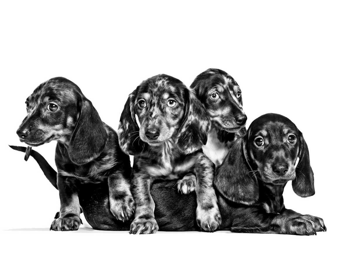 Drie tekkel puppy's bij hun moeder in zwart-wit