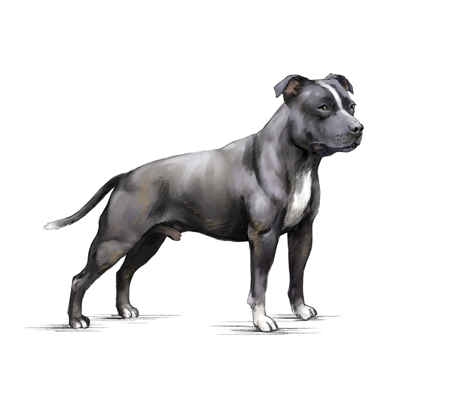 Royal canin bull clearance terrier