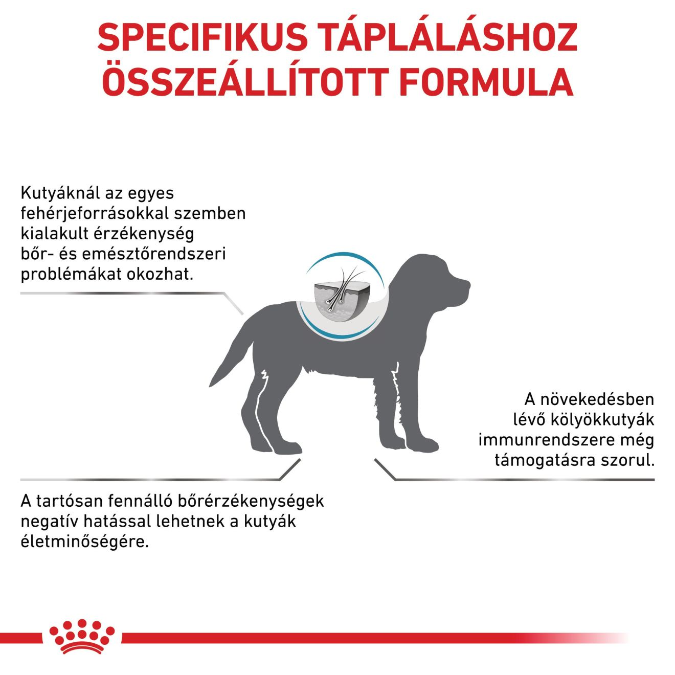 Hypoallergenic Puppy