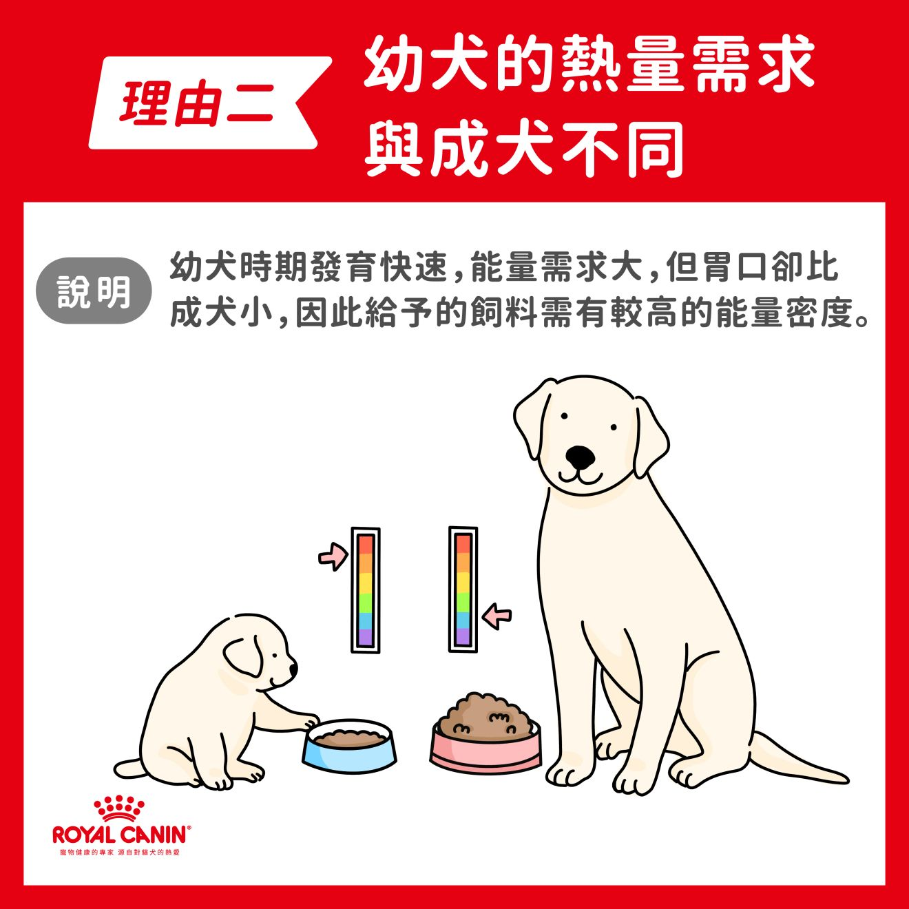 理由二：幼犬的熱量需求與成犬不同