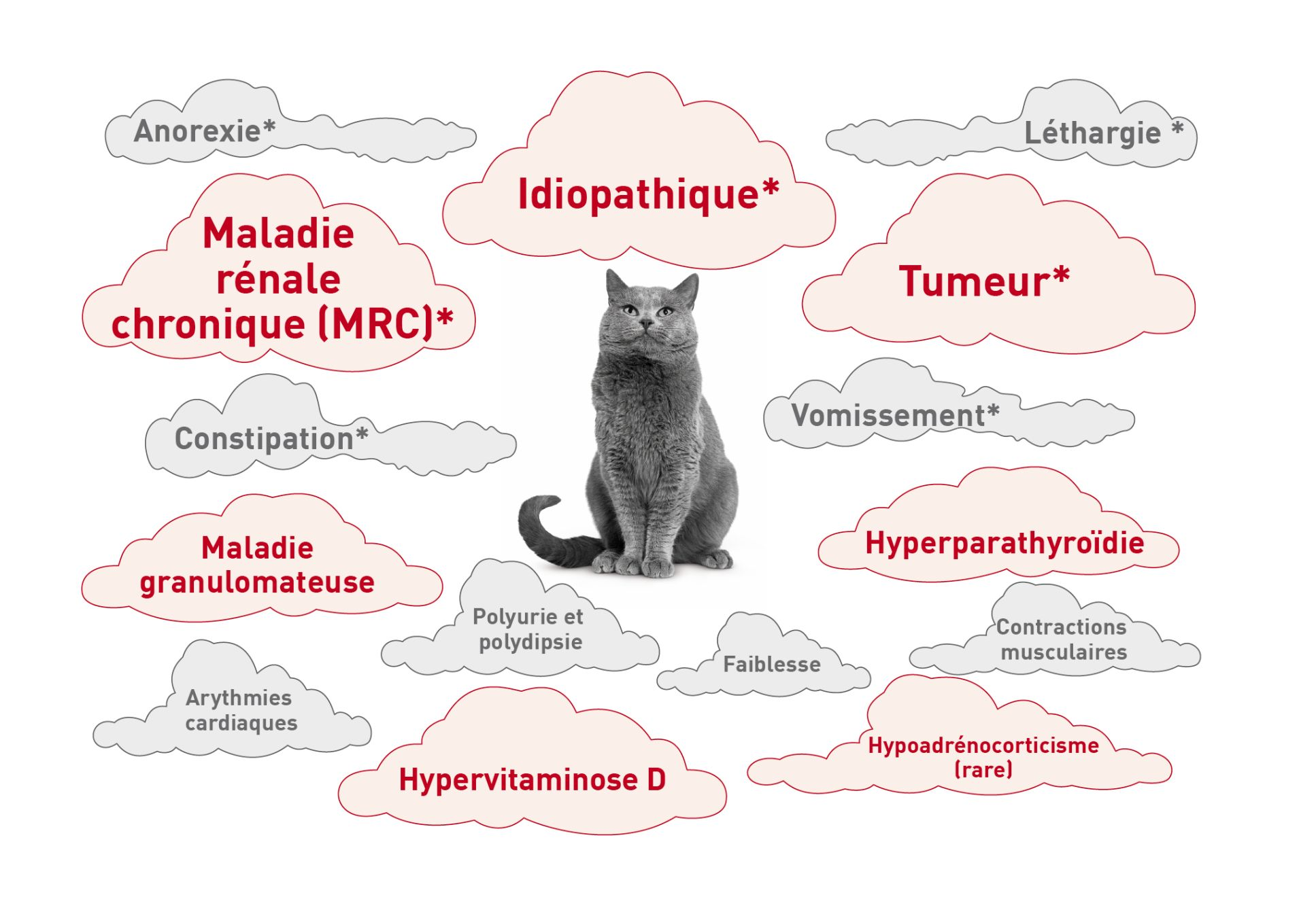 Nuages de mots autour d’un chat montrant les étiologies et les signes courants de l’hypercalcémie