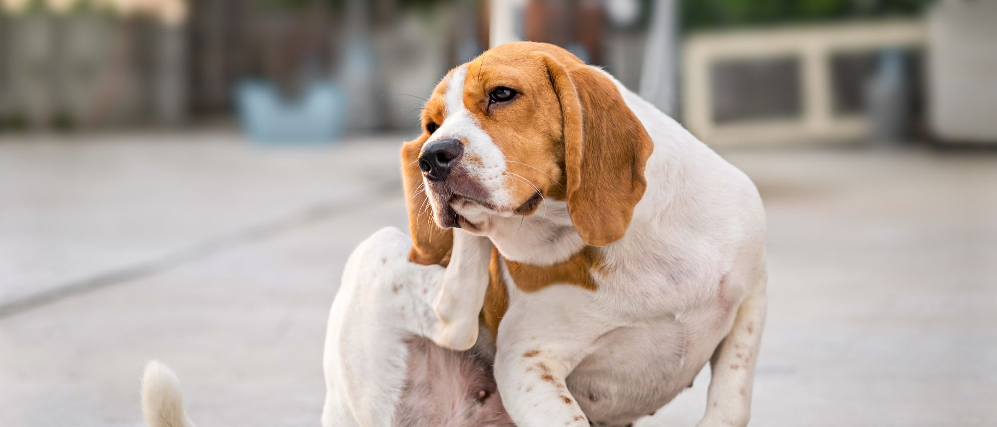 Dog is scratching the ear