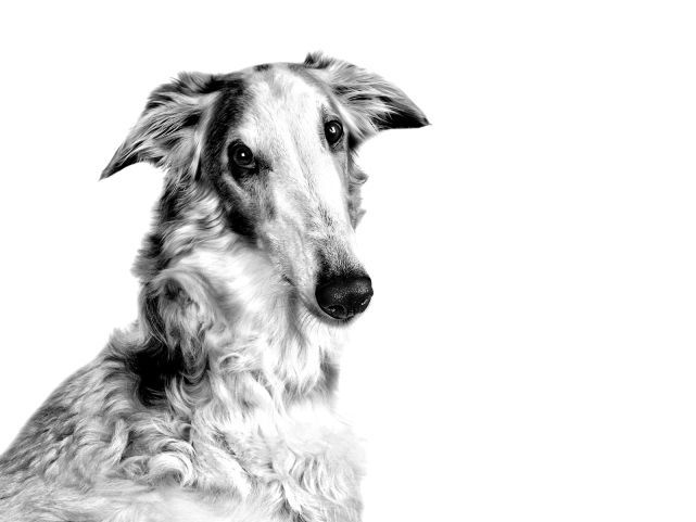 Portrait en noir et blanc d'un barzoï, tête inclinée
