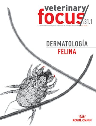 Dermatología felina