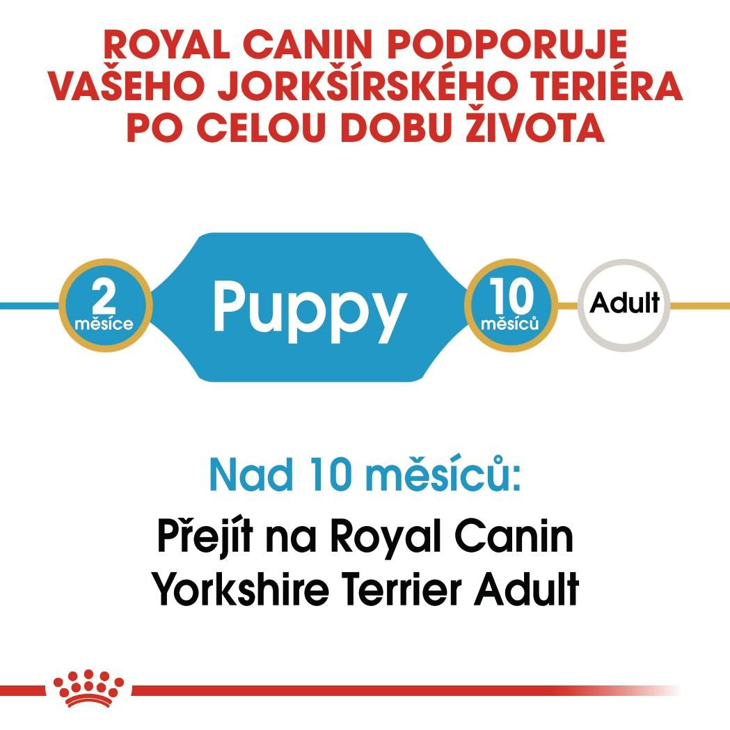 YORKSHIRE TERRIER Puppy