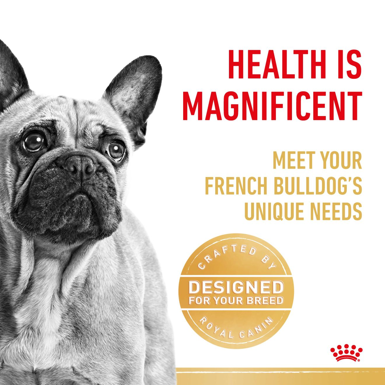 French Bulldog Adult