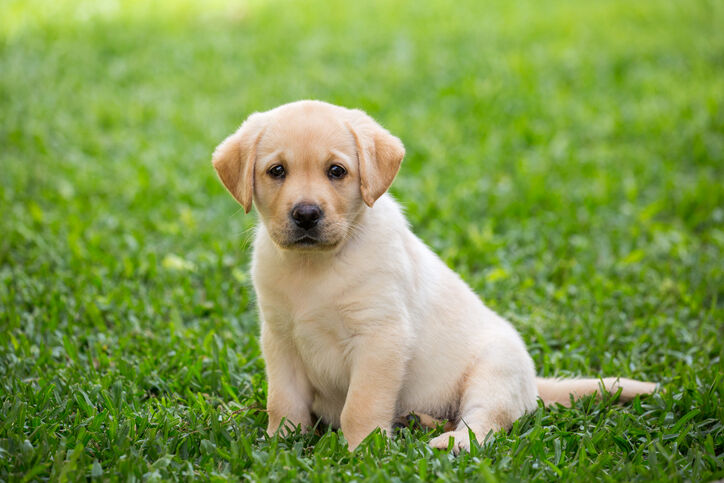 Labrador puppy sitting in grass