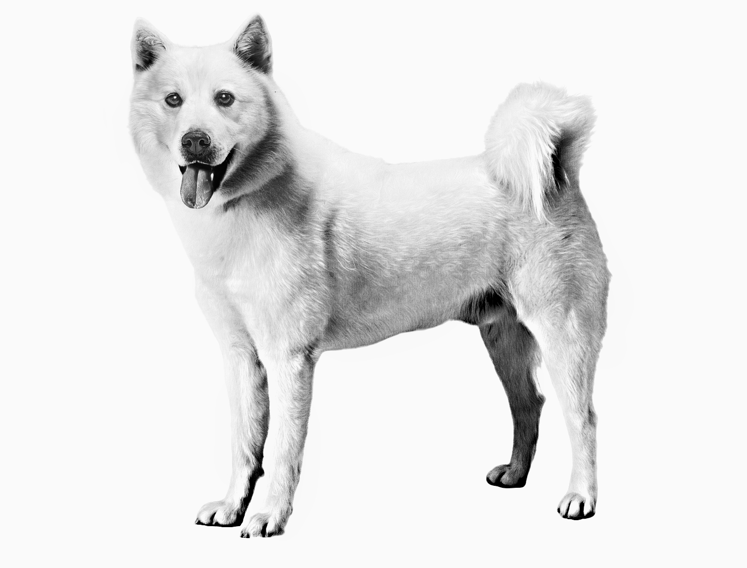 Взрослая корейская собака хиндо, черно-белое изображение