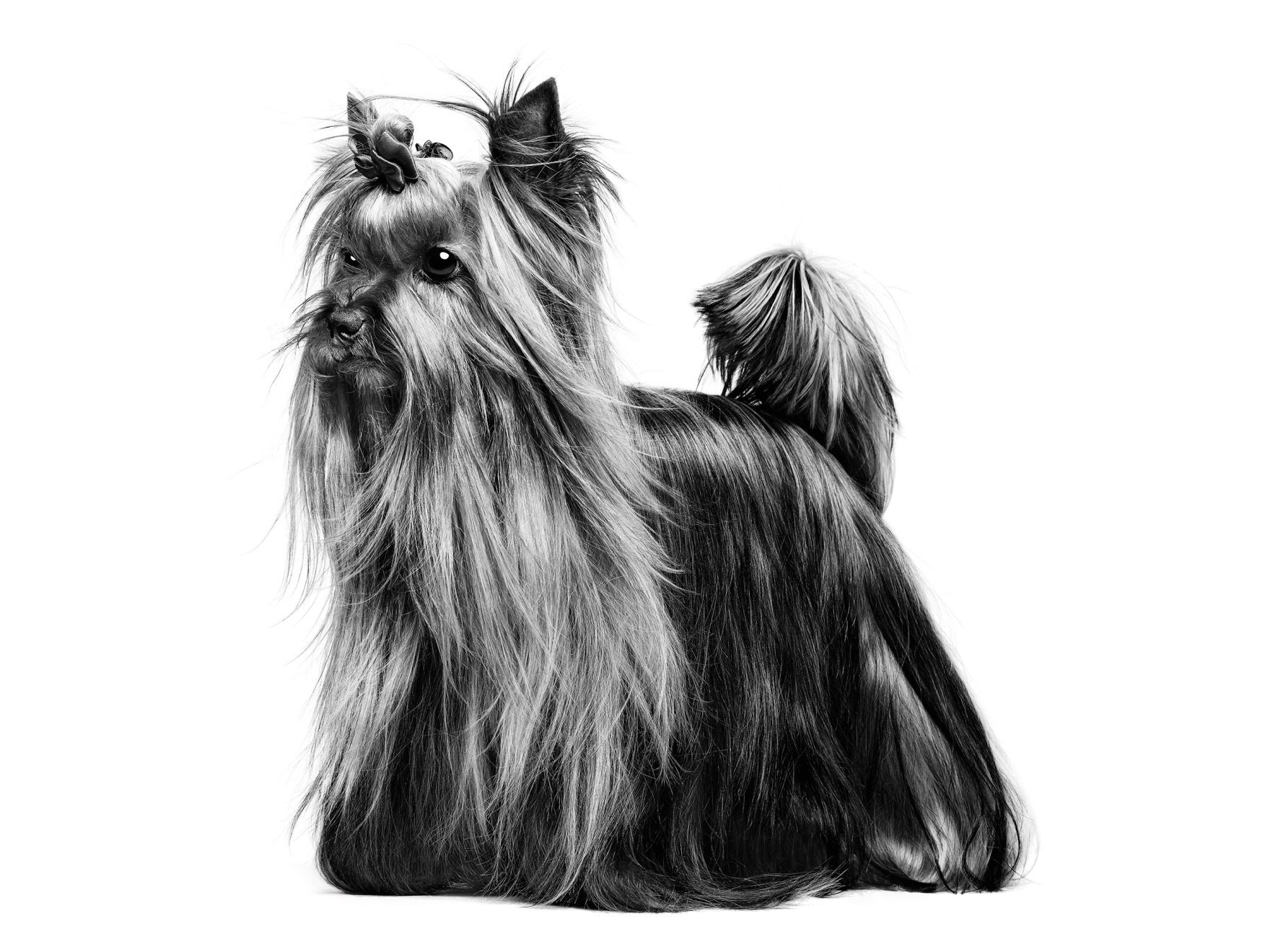 Yorkshire Terrier adult in black and white