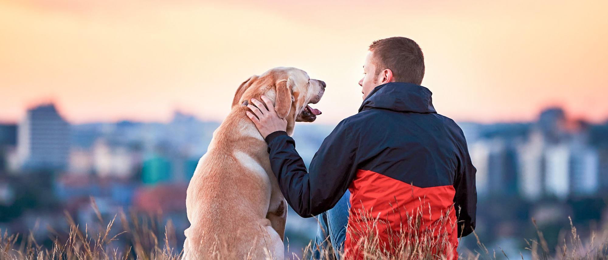 Labrador Retriever adult sitting with its owner outdoors