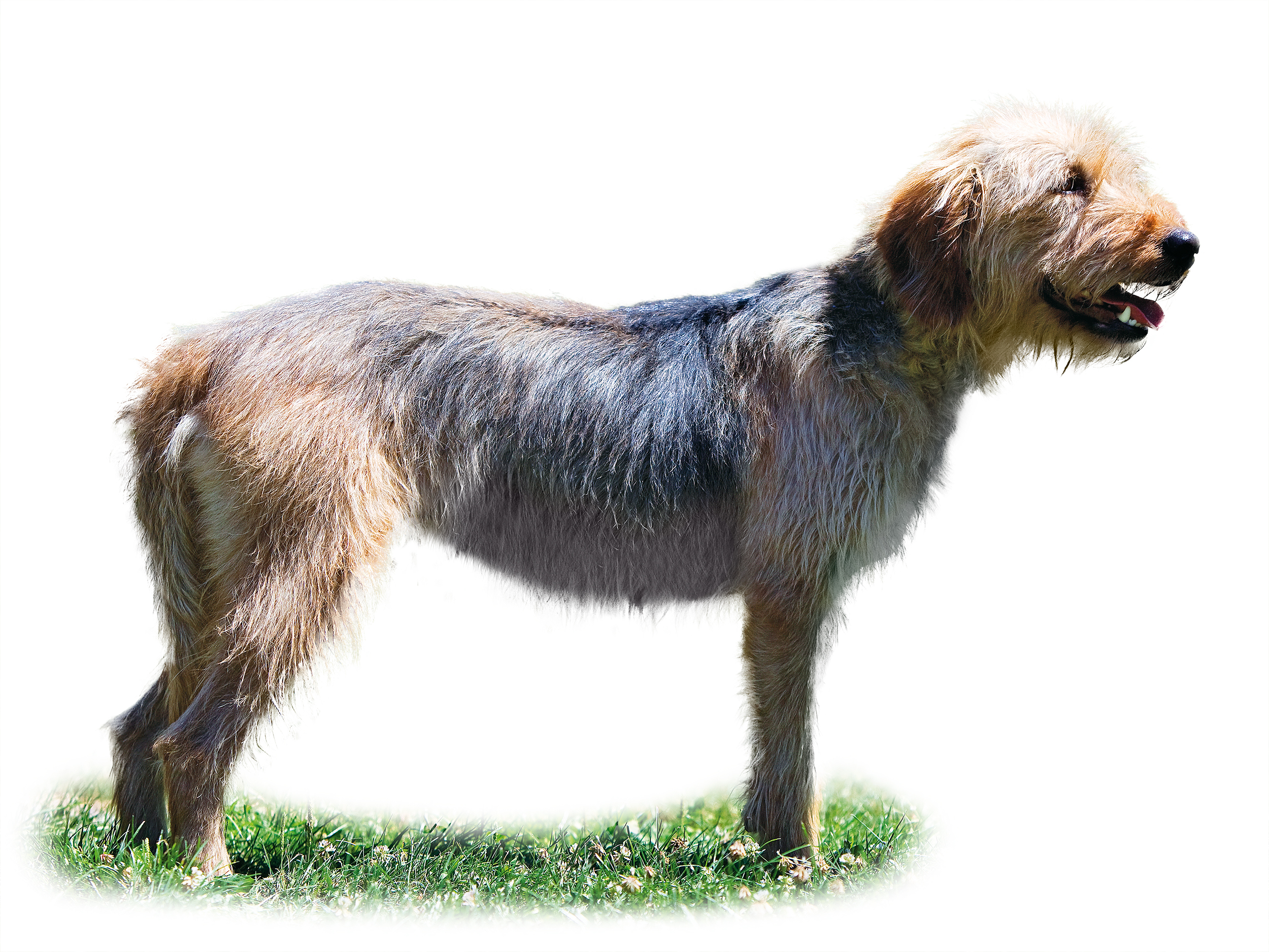 Bosnian Coarse haired Hound called Barak adult black and white