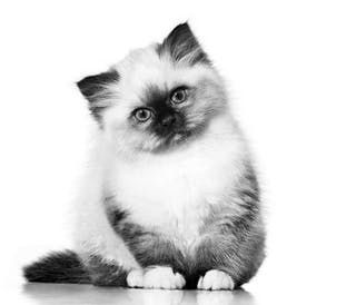 Sacred Birman kitten sitting down in black and white