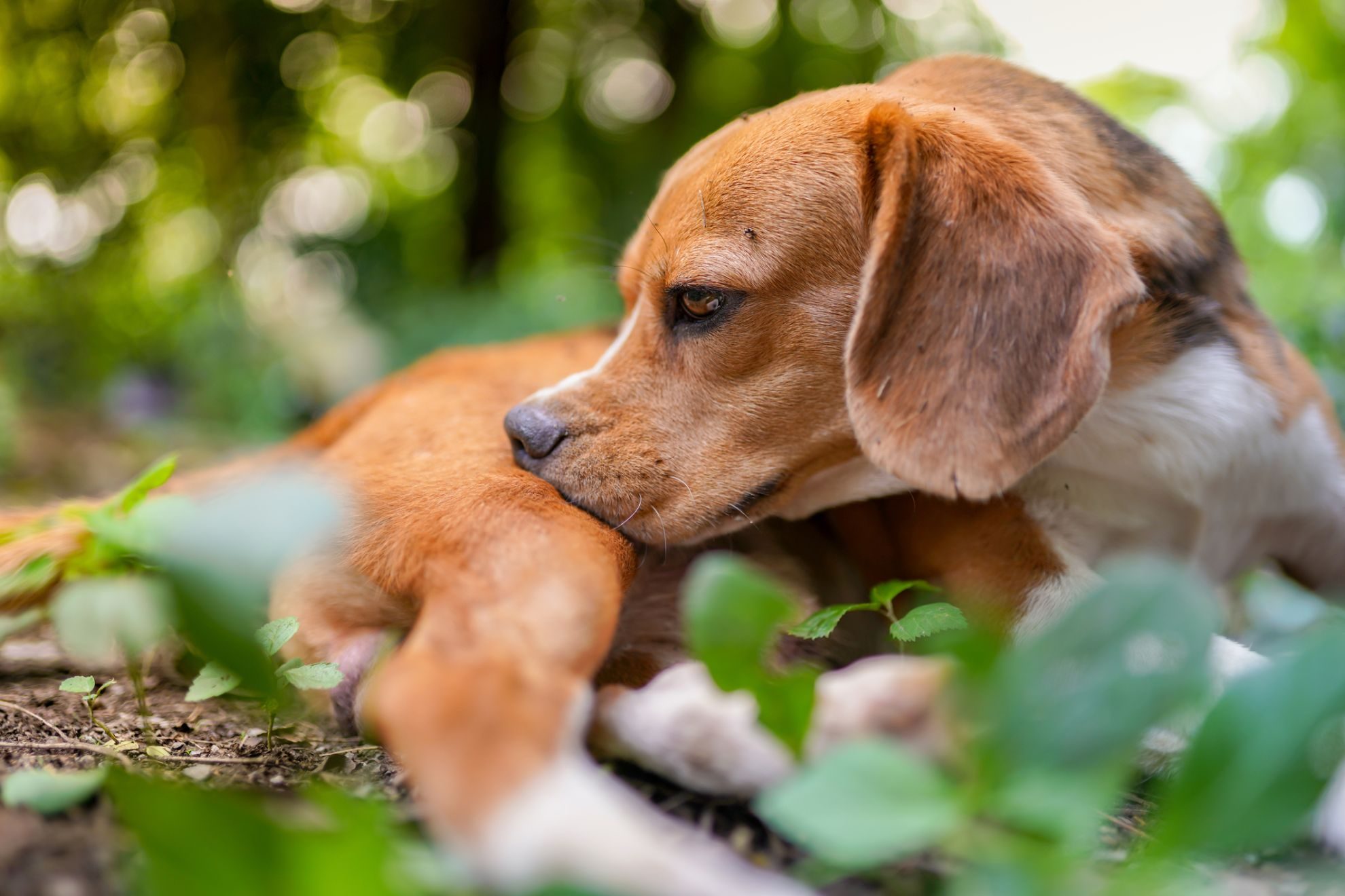 Beagle sniffing his skin