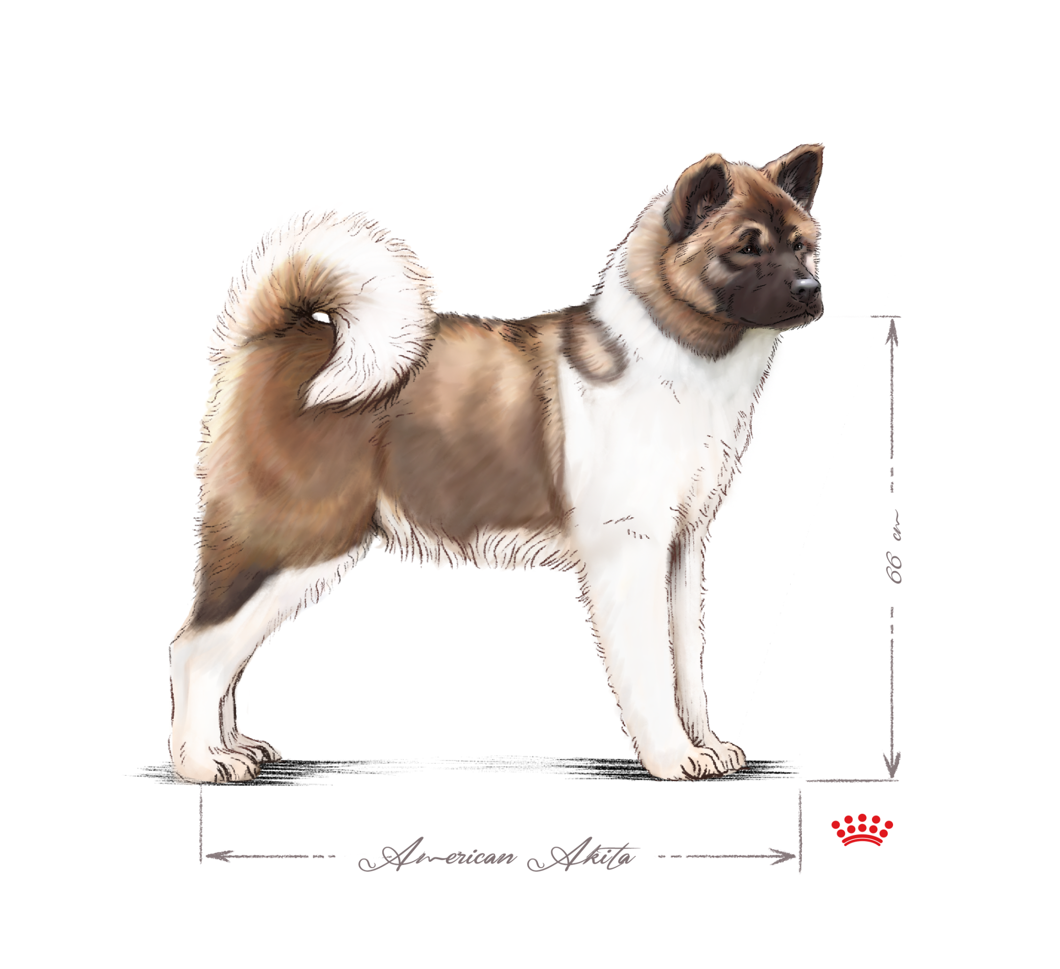 American Akita adult black and white