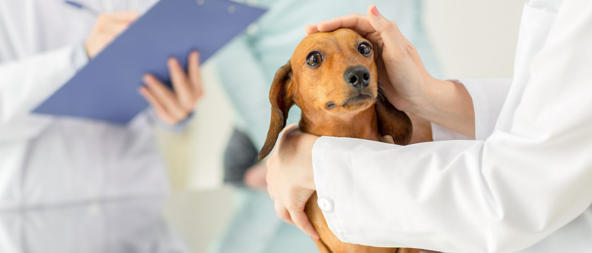Dachshund being held by a veterinarian 