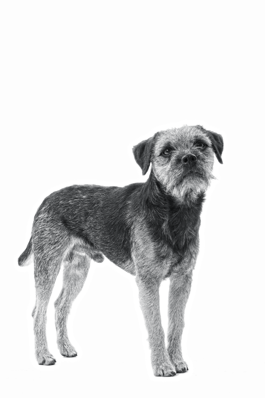 Retrato en blanco y negro de un Border Terrier parado