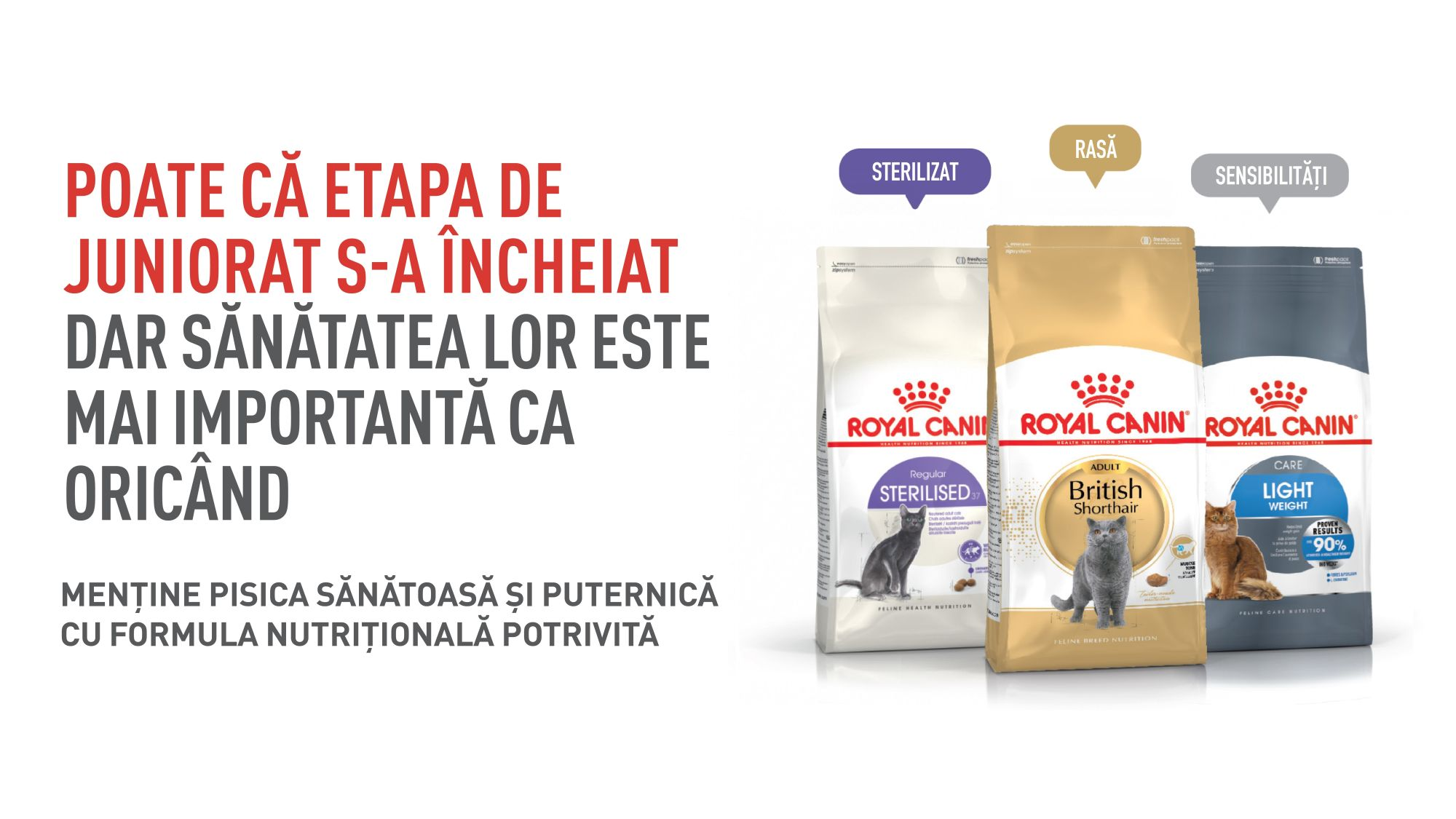 Tranzitia la hrana de adult pentru pisoi